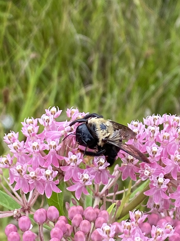 An Easter Carpenter Bee utilizes swamp milkweed in a no-mow area at Larry Fink Memorial Park.